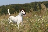 FOX TERRIER POIL LISSE 142